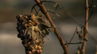 Annie Genevard annonce un fonds d'urgence sur les vignobles de l'Aude sinistrés par le feu