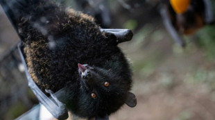 Première naissance en captivité d'une chauve-souris géante des
Comores en France