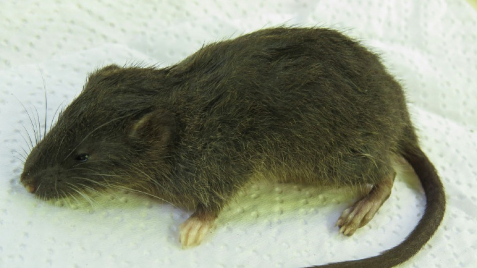 Descubren nueva especie de pequeño roedor en selva de Perú