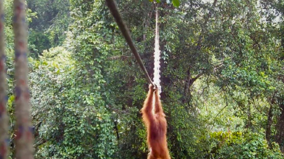 Orangutan uses Indonesia canopy bridge in 'world first': NGO