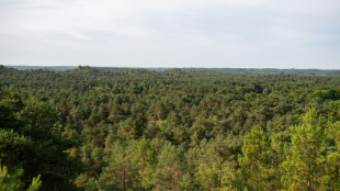 La for&ecirc;t de Fontainebleau, poumon vert de Paris et joyau de biodiversit&eacute;