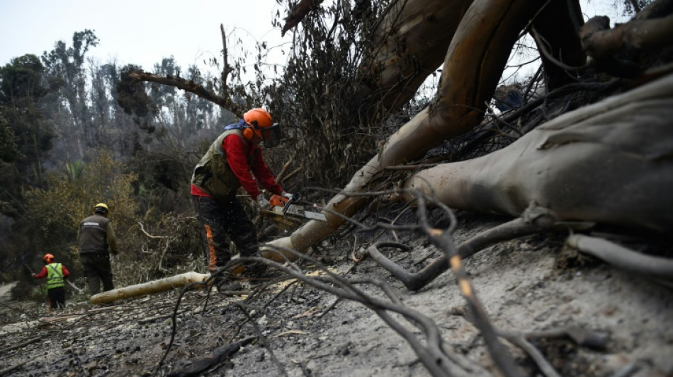 Maior jardim bot&acirc;nico do Chile &eacute; devastado por inc&ecirc;ndios florestais