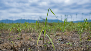 Le miscanthus g&eacute;ant, une arme verte pour d&eacute;polluer les sols test&eacute;e en Ukraine