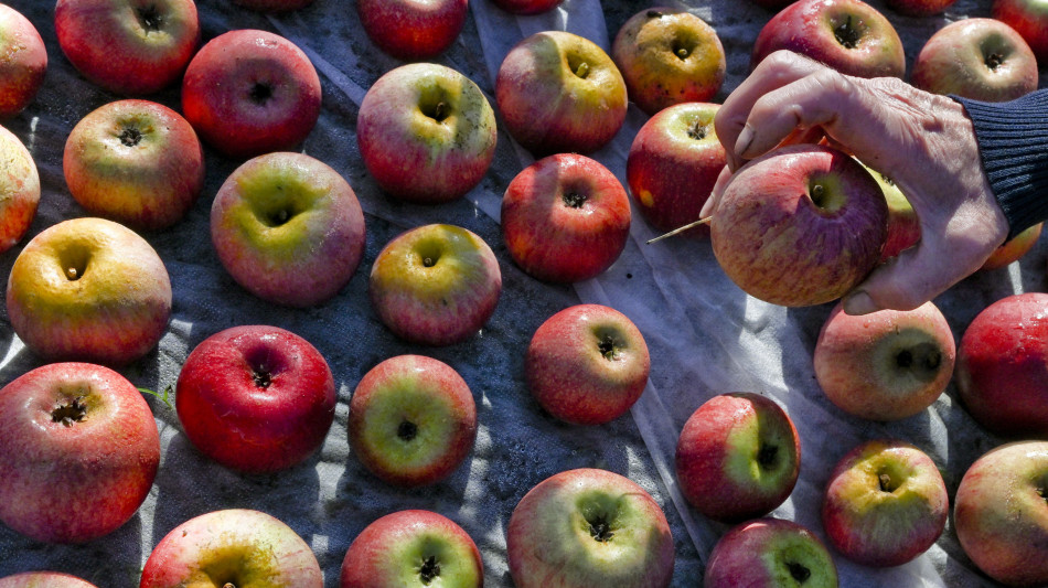 Confagricoltura Piemonte, comparto frutta a rischio con la guerra