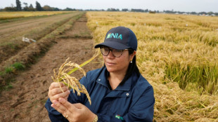 Chile desenvolve arroz resistente capaz de se adaptar às mudanças climáticas