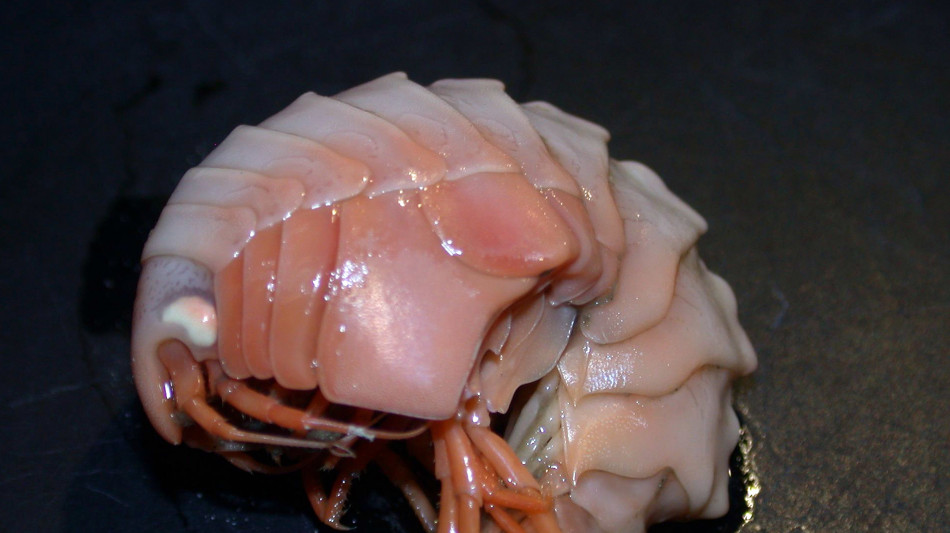 Crostacei giganti possono sopravvivere per 5 anni senza mangiare