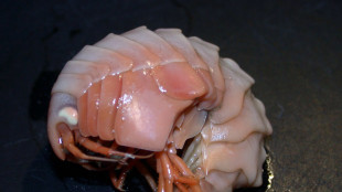 Crostacei giganti possono sopravvivere per 5 anni senza mangiare