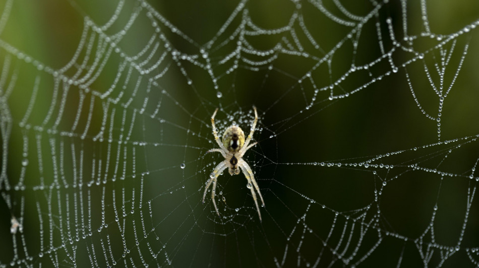 Ai tropici calo di insetti dovuto ai cambiamenti climatici
