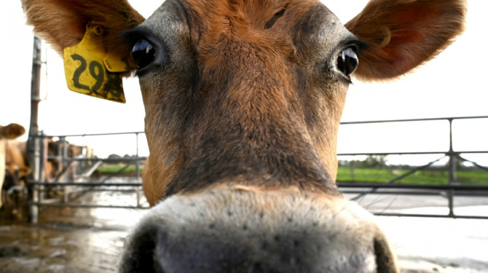 New Zealand moves to halt lawsuits over climate damage