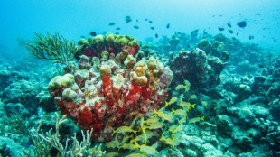 Flughafen Hamburg: Acht geschützte Korallen in Gepäck von Urlauberin entdeckt 
