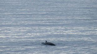 Islandia presentar&aacute; un proyecto de ley para poner fin a la caza de ballenas