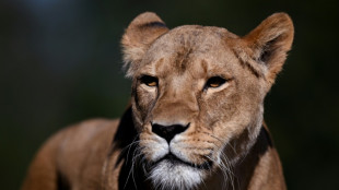 Suspected heatstroke kills three lions at Japan zoo