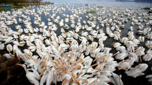 Mexican town hopes pelicans will help tourism take off