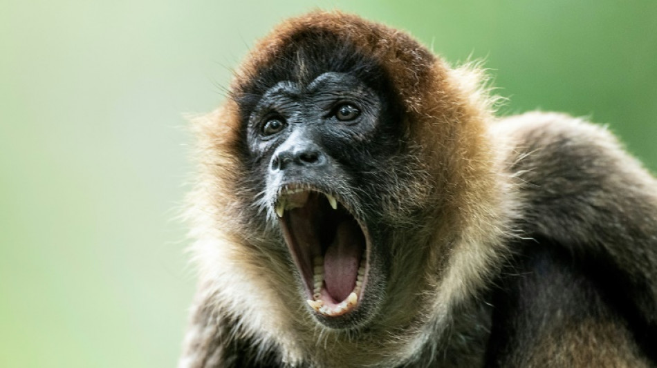 Les singes seront toujours plus doués pour le yodel que les hommes