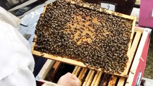 Un'arma green contro i parassiti delle api