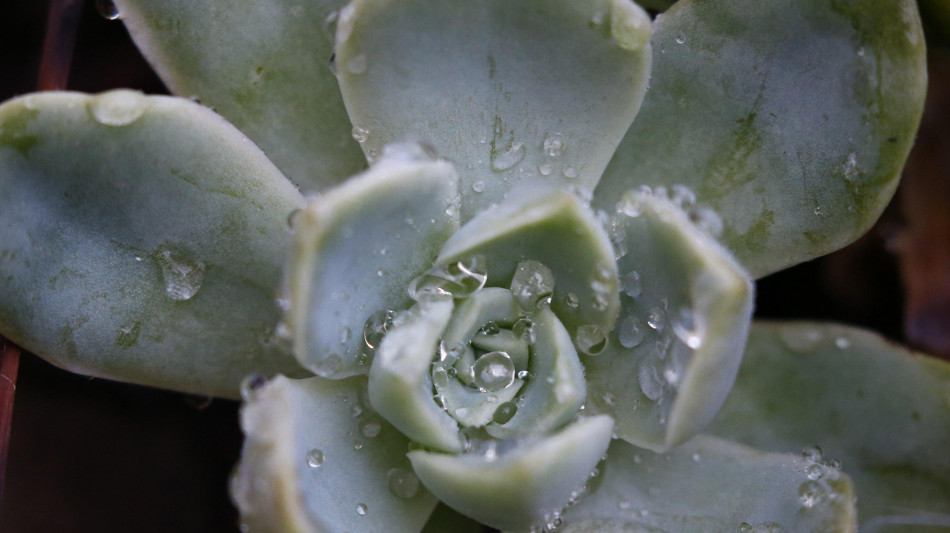 Piante grasse brillano al buio in vari colori, come in Avatar